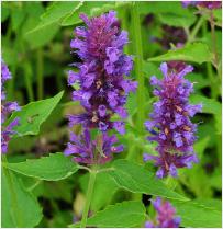 Agastache 'Blue Boa'