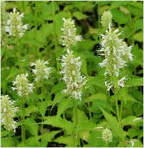 Agastache rugosa 'Alabaster'