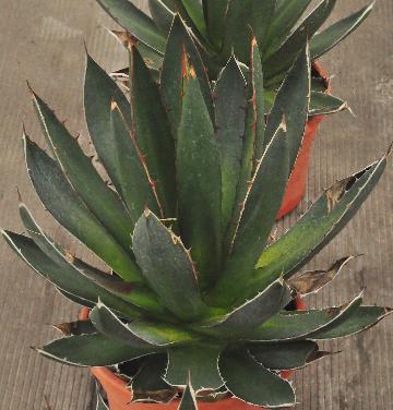 Agave-americana-honderdjarige-aloë-foto2