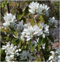 AmelanchieralnifoliasynAmelanchierflorida