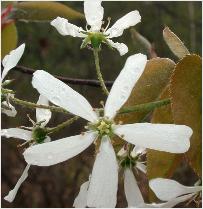 Amelanchierarborea