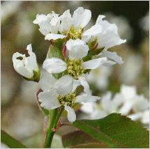 Amelanchier bartramiana flowers april closeup