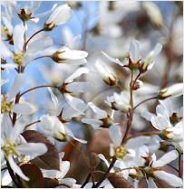 Amelanchiercanadensis