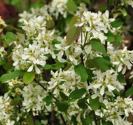 Amelanchier rontundifolia 'Helvetica'