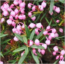 Andromeda polifolia 'Blue Ice'