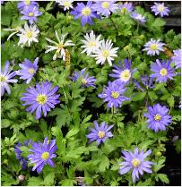 Anemone Blanda