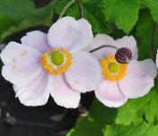 AnemonehybridaRichardAhrendsVN