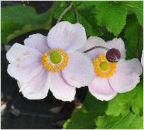 Anemone hybrida 'Richard Ahrends' 