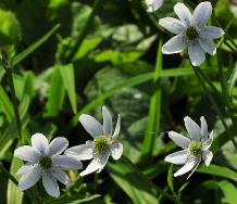 Anemone leveillei bloemen