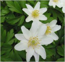 Anemone nemorosa : bosanemoon