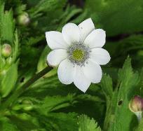 Anemone rivularis ranunculaceae