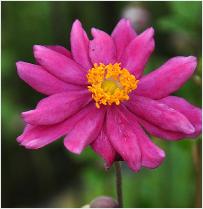 Anemone_'Rotkäppchen'_closeup