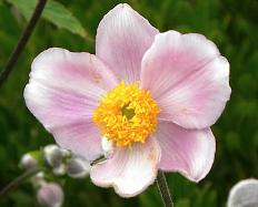 Anemone tomentosa 'Robustissima'