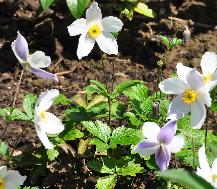 AnemoneWildSwan2011ChelseaNewPlantoftheyear2