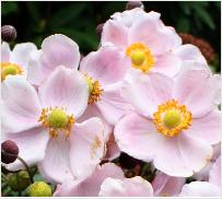 Anemone x hybrida 'Queen Charlotte'