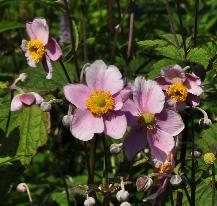 AnemonexhybridaSeptemberCharmvn