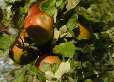 appelkeulemancloseup