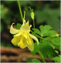 Aquilegia chrysantha 'Denver Gold' 