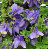 Aquilegia flabellata 'Ministar'