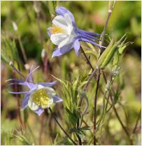 Aquilegia hybride 'Blue'Star'