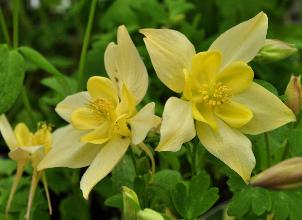 Tafeldruif 'Himrod Seedless'