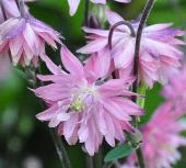 AquilegiavulgarisplenaRoseBarlowclose