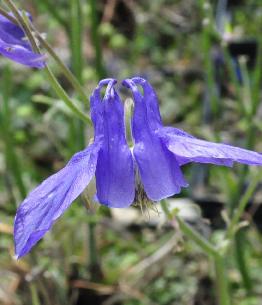 dianthus-barbatus