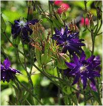 Aquilegia vulgaris 'Blue Barlow'