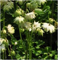 Aquilegia vulgaris 'Green Apples'