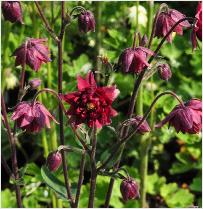 Aquilegia vulgaris 'Ruby Port'