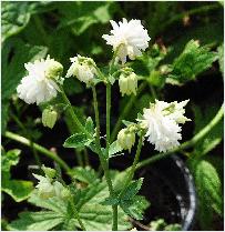 Aquilegia vulgaris 'White Barlow'