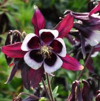 Aquilegia vulgaris 'William Guiness'3