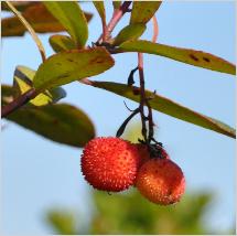 Arbutus unedo