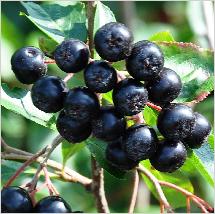 Aronia melanocarpanero appelbes