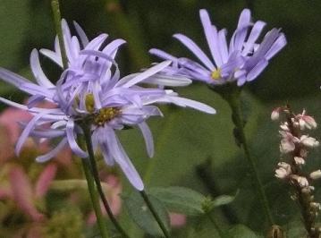 Aster-x-frikartii-Monch