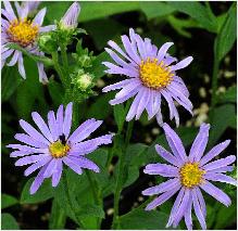 Aster_amellus_'Blütendecke'_2