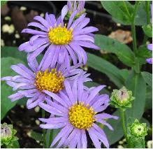 Aster amellus 'Mira'   1