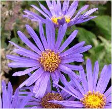 Aster amellus 'Veilchenkoningin'