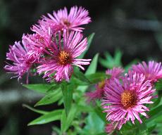 Aster ' Andenken an Alma Pötschke  VN