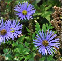 Aster asperula 28september