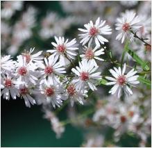 Aster ericoides 'Pink Cloud'    