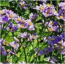 Aster laevis