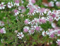 Asterlaterifoliahorizontalis