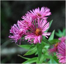 Aster novae angliae 'Andenken an Alma Pötschke'