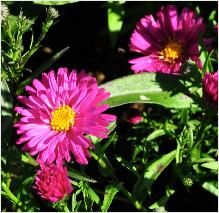 Aster novi belgii 'Royal Ruby' closeup