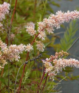 Astilbe-arendsii-Grete-Pungel-closeup- warm-creamy-flowers-pink-influence