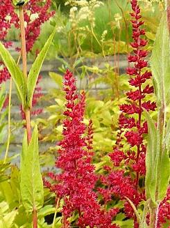 astilbe-arendsii-glut-foto