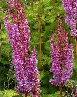 Astilbe-chinensis-superba- mooie -bloempluimen-closeup-picture