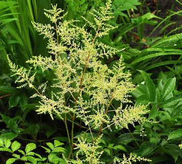 Astilbe taquetti superba