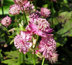 Astrantia-major-Elmblut-bloem-closeup-vn